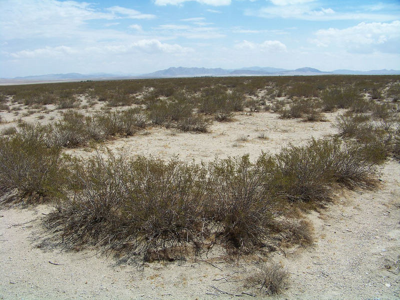 Wikimedia Commons